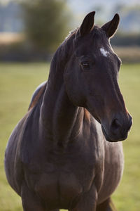 Close-up of horse