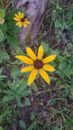 High angle view of yellow flowering plant on field