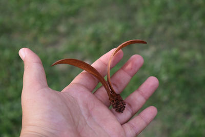 Cropped hand holding plant