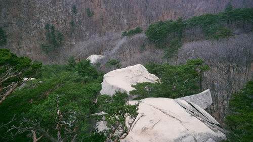 High angle view of plants growing on land
