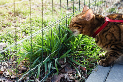 Bengal domestic cat walking in the street on a leash and eats grass.