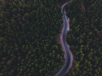 High angle view of road amidst trees in forest