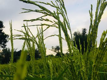 Close-up of grass on field against sky