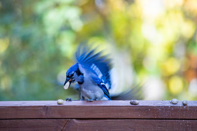 Close-up of bird perching on wood