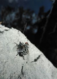 Close-up of fly on rock