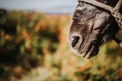 Close-up of an animal