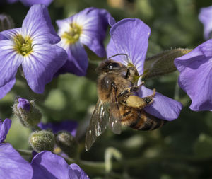 Close-up of insect on purple flowering plant