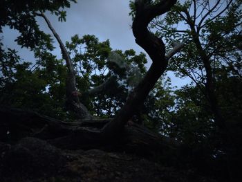 tree