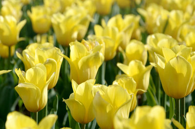 Close-up of yellow tulips in park