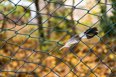 Close-up of feather on chainlink fence