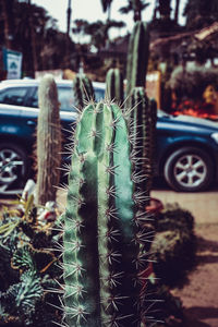 Close up of plant against blurred background