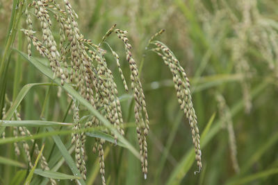 Close-up of crops growing on field