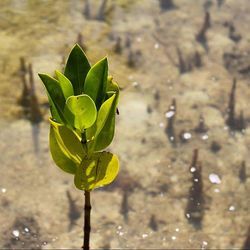 leaf