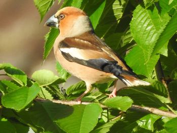 Close-up of bird perching on branch