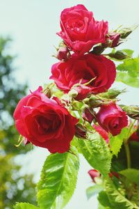 Close-up of rose bouquet