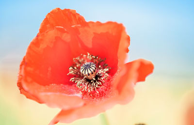 Close-up of red flower blooming against sky