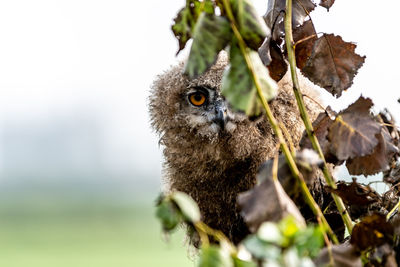 Close-up of young eurasian eagle owl perching behind plant
