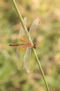 Close-up of dragonfly on plant