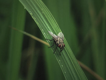 Close-up of insect on leaf