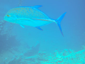 Fish swimming in sea