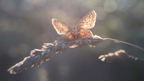 Close-up of butterfly on flower