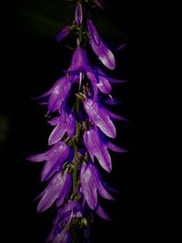 Close-up of flower over black background