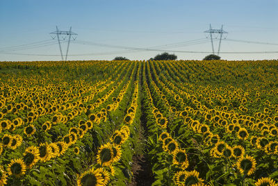 Scenic view of agricultural field