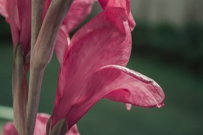 Close-up of pink day lily blooming outdoors