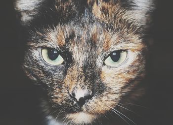 Close-up portrait of cat