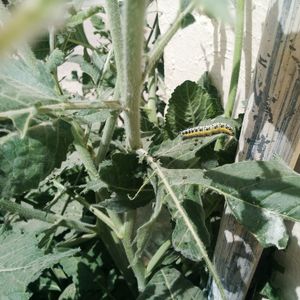 Close-up of lizard on plants