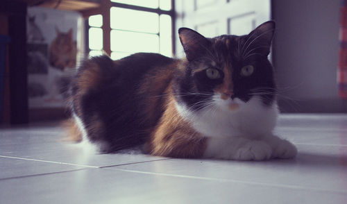 Portrait of a cat sitting on tiled floor