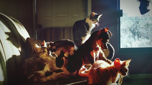 Cats and dogs on sofa