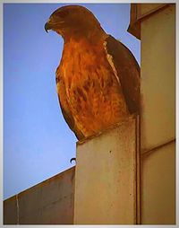 Low angle view of bird perching against sky