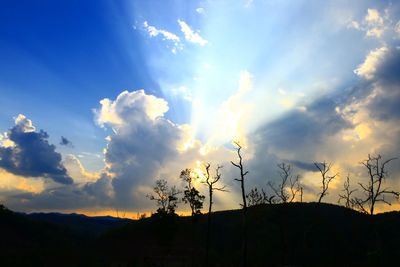 Low angle view of silhouette trees against sky during sunset