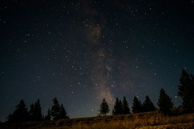 Silhouette trees on field against stars in sky at night