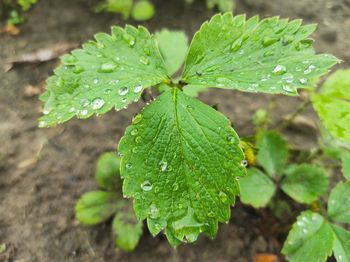 Close-up of raindrops on leaves