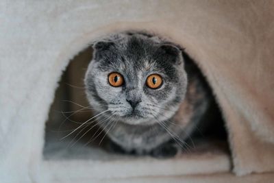 Close-up portrait of cat