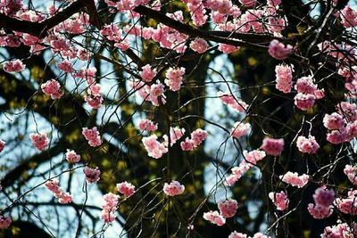 Low angle view of pink flowers on tree