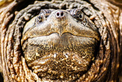 Close-up of tortoise