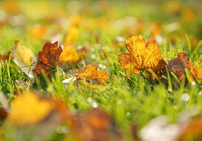 Close-up of autumn leaves on field