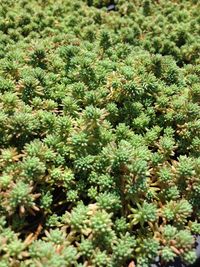 Close-up of leaves