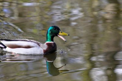 Duck swimming in lake