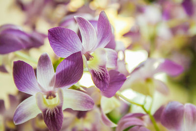 Close-up of purple flowering plant