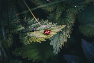 Close-up of insect on leaf