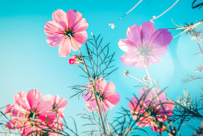 Low angle view of pink flowering plants against sky