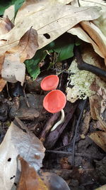 High angle view of red mushroom growing outdoors