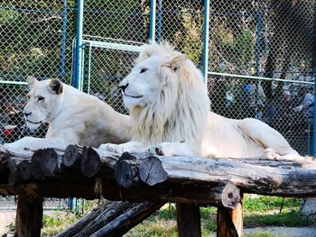 White lions enjoying the sunny weather...