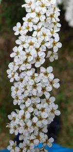 Close-up of white cherry blossom tree