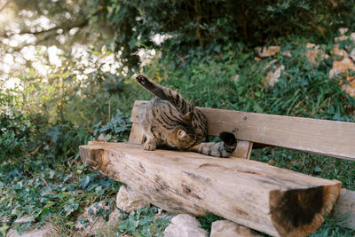 High angle view of cat on tree trunk