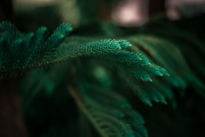 Close-up of peacock feather